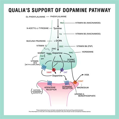 are computers similar to dopamine